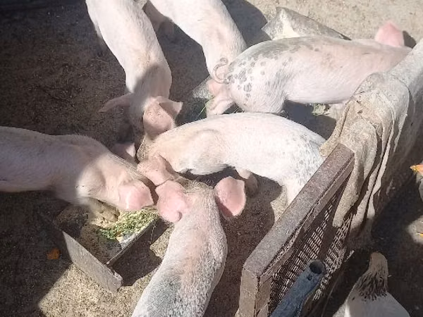 Boar, Pigs — Moldova