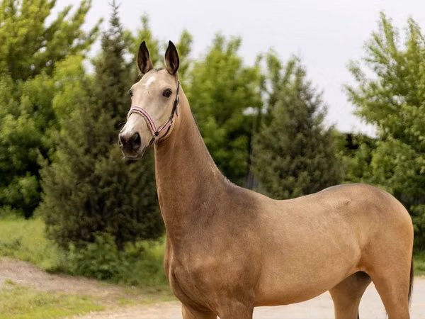 Mare, Akhal-Teke — Kazakhstan
