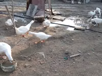 Geese — photo 2