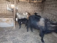雌ヤギ, Saanen goat — 写真 2