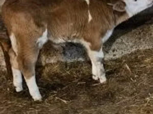 Bull, Simmental cattle — Hungary