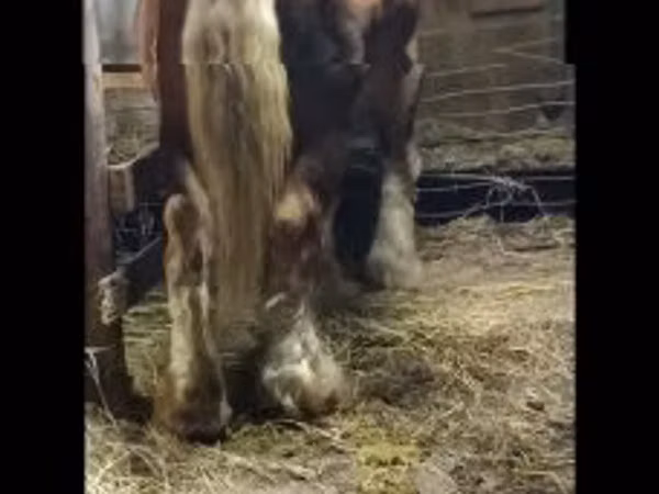 Kuda jantan, Horses — Hungary
