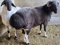 Ram, Sheep — photo 3