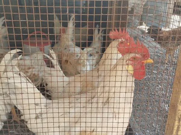 Chickens — Kirgistaan