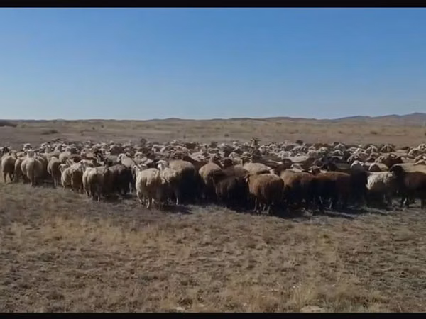 Sheep, Sheep — Kazakhstan