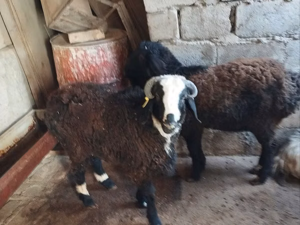Ram, Sheep — Uzbekistan