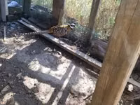 Ducks — 1-сурет