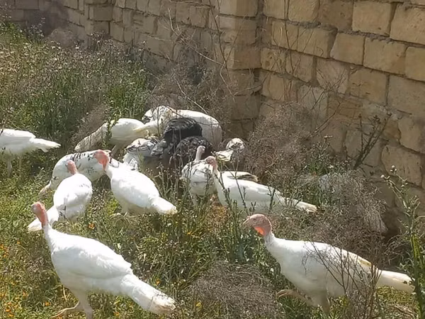 Turkeys — جمهوری آذربایجان
