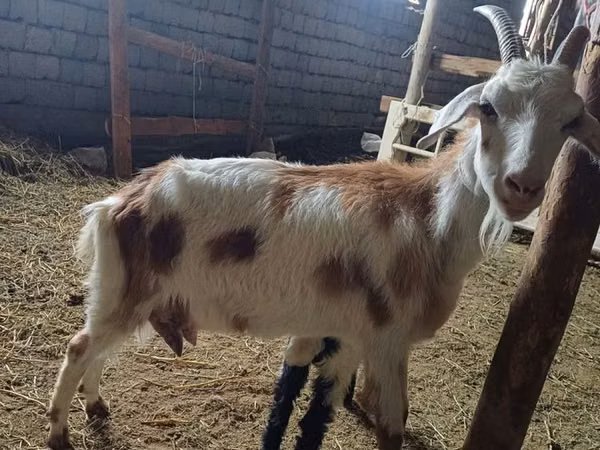Kozel, Nubian Goat