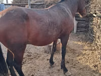 اسب نر, Kazakh horse — عکس 3