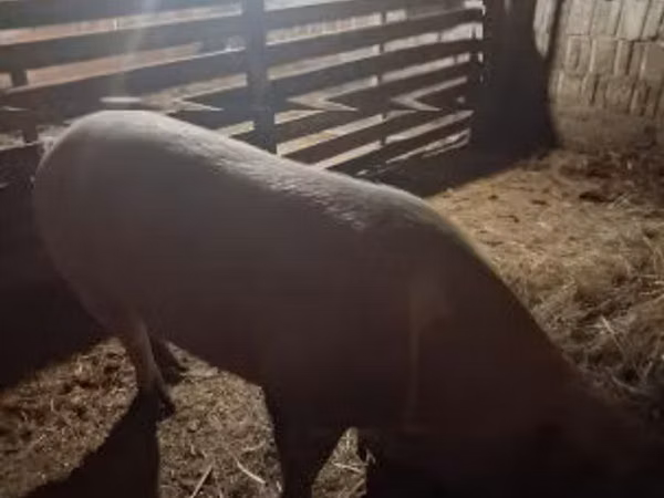 Sow, Pigs