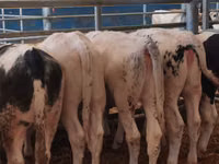 Bovini (lotto, sesso non specificato), Simmental cattle — foto 2