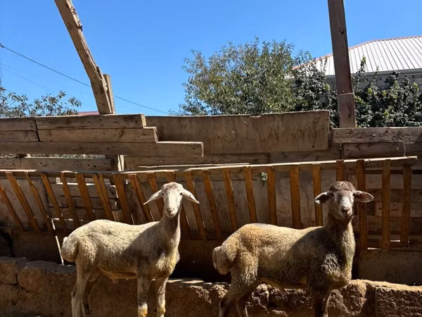 Ram, Sheep — Azerbaijan