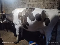 Vache, Race Holstein — photo 3