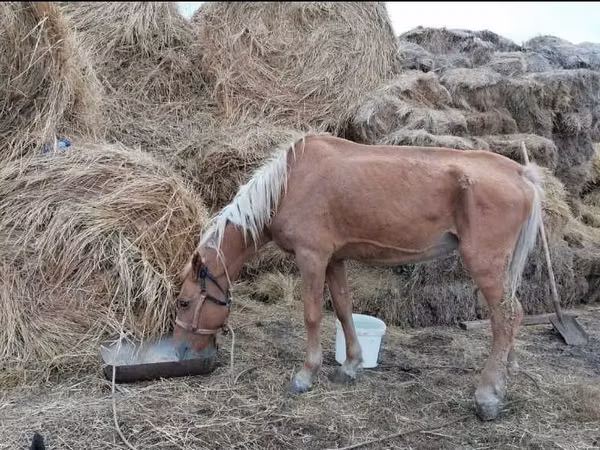 Kısrak, Atlar