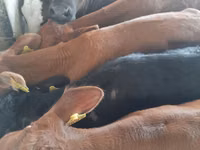 सांड, Simmental cattle — फ़ोटो 2