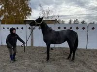 ม้าตัวเมีย, Friesian — รูปภาพ 7