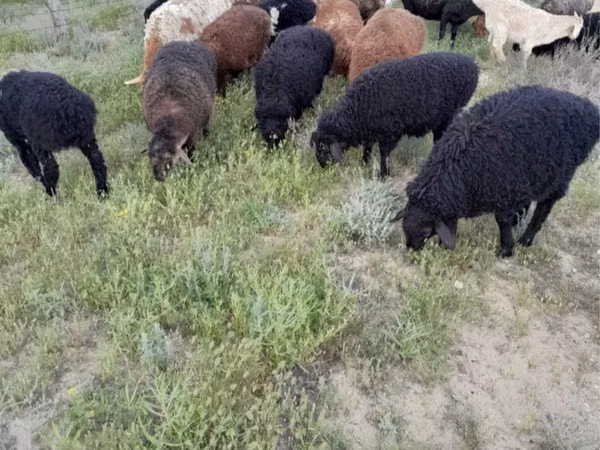 Ram, Sheep — Kazakhstan