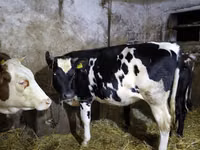 Cow, Russian Black pied cattle — photo 1