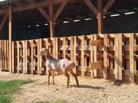 قوچ, Edilbay sheep — عکس 1
