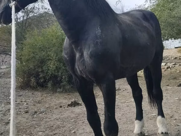 Horse (M), Horses — Kyrgyzstan