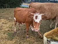 母牛, Simmental cattle — 照片 2