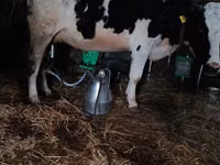 Cow, Russian Black pied cattle — photo 2