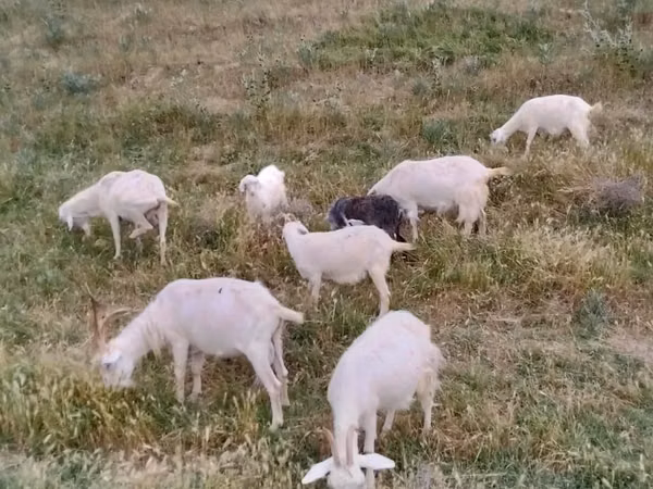 Goat, Goats — Kazakhstan