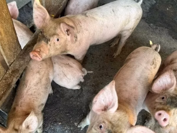 Sow, Pigs — Hungary