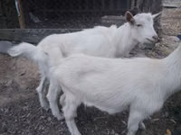 Billy Goat, Goats — photo 6