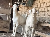 ஆண் வெள்ளாடு, Nubian Goat — புகைப்படம் 4