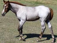 Kuda betina, Quarter Horse — foto 2