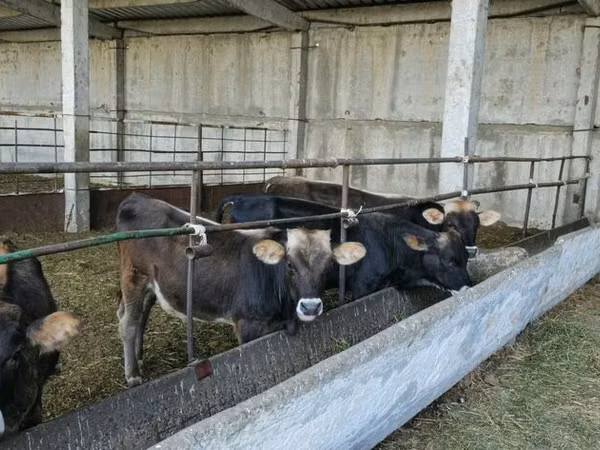 Bull, Alatau breed — Kyrgyzstan