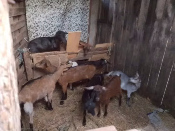 Billy Goat, Goats — Hungary