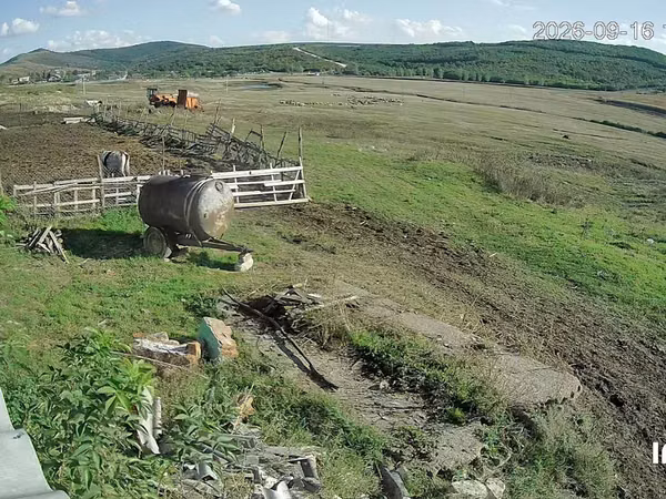 Cow, Cattle — Moldova