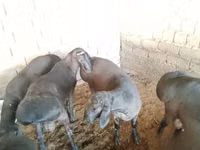 Ram, Blackheaded Persian sheep — photo 4