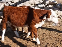 Cattle (batch, sex not specified), Kazakh White-headed cow — photo 5