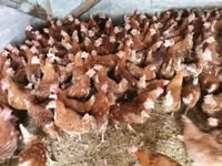 Chickens — عکس 2
