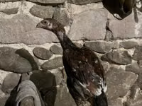 Chickens — تصویر 1
