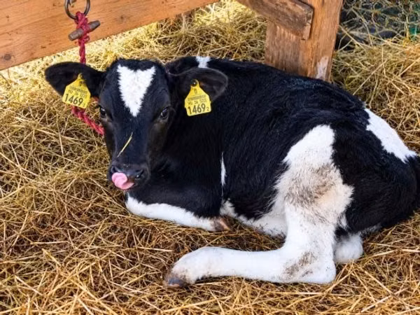 Cow, Holstein breed