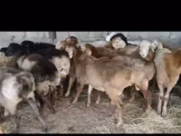 گوسفند (گروه، جنسیت مشخص نشده), Arashan sheep — عکس 3