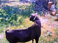 Kambing jantan, Goats — foto 5