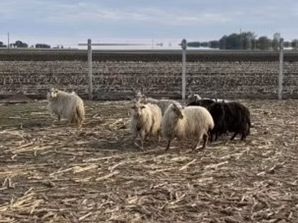 Får, Racka sheep