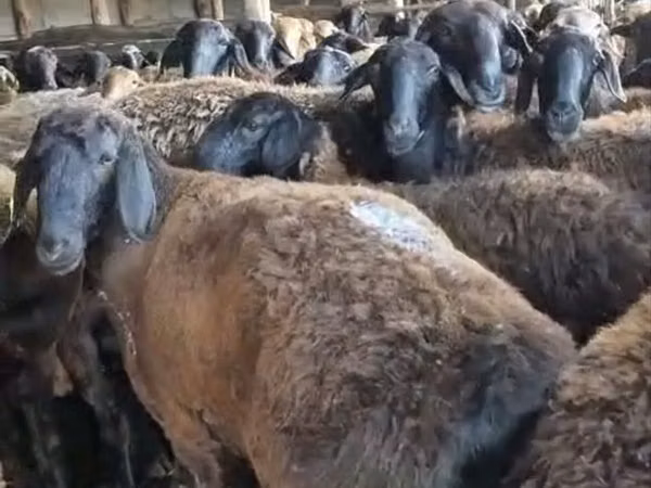 Sheep, Sheep — Kazakhstan