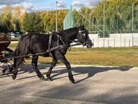 Hingst, Heste — foto 6