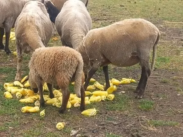 Ram, Tsigai sheep