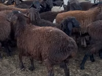 Ram, Hissar sheep — photo 3