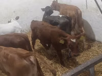公牛, Simmental cattle — 照片 4