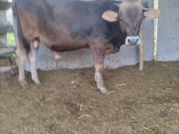 Bull, Swiss cattle — Kyrgyzstan