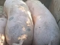 Pigs (batch, sex not specified), Pigs — photo 2